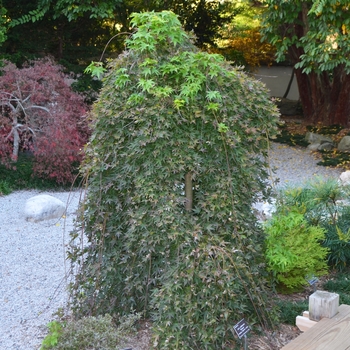 Acer palmatum 'Ryusen'