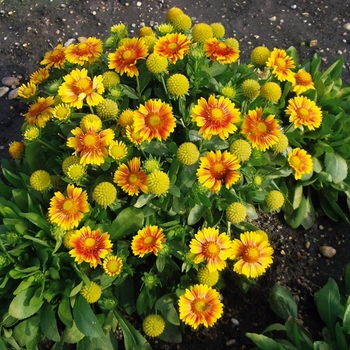  Gaillardia grandiflora 'Arizona Apricot' - Arizona Indian Blanket