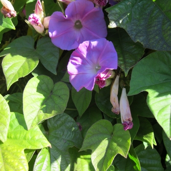 Ipomoea indica - Blue Dawn Flower