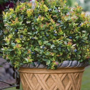 Vaccinum 'Jelly Bean' - Blueberry Jelly Bean