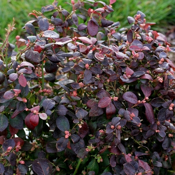 Vaccinum 'Peach Sorbet' - Blueberry Peach Sorbet