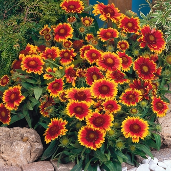 Gaillardia grandiflora 'Arizona Sun' - Blanket Flower Gaillardia grandiflora 'Arizona Sun' - Blanket Flower