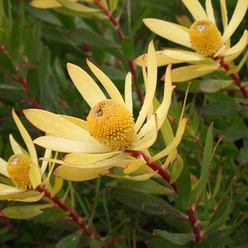 Leucadendron 'Safari Goldstrike' - Gold Strike Cone Protea