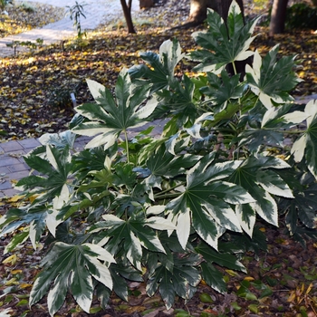 Fatsia japonica 'Variegata' - Variegated Japanese Aralia