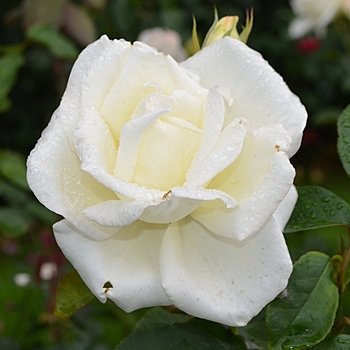 Rosa Hybrid Tea Honor - Honor Rose