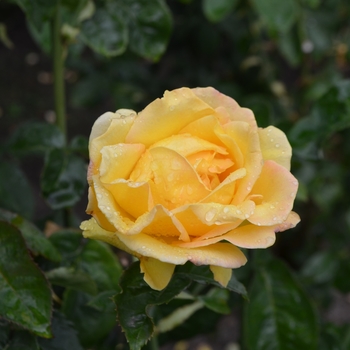 Hybrid Tea Rose - Rosa Hotel California