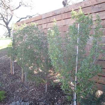 Rhamnus alaternus - Italian Buckthorn