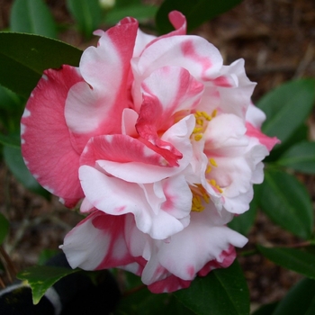 Camellia japonica 'Betty Sheffield' - Betty Sheffield Camellia