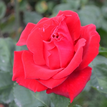 Rosa hybrid tea 'Veteran's Honor' - Veteran's Honor Rose