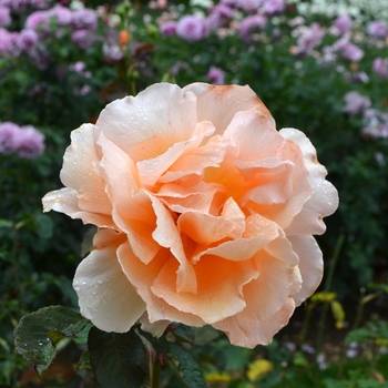 Rosa Hybrid Tea 'Just Joey' - Just Joey Rose