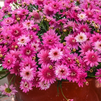 Argyranthemum frutescens 'Crested Violet™'