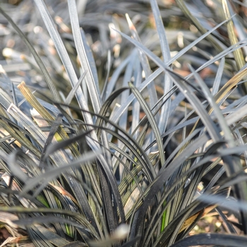 Ophiopogon planiscapus 'Nigrescens' - Black Mondo Grass