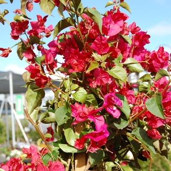 Bougainvillea 'Barbara Karst' - Barbara Karst Bougainvillea
