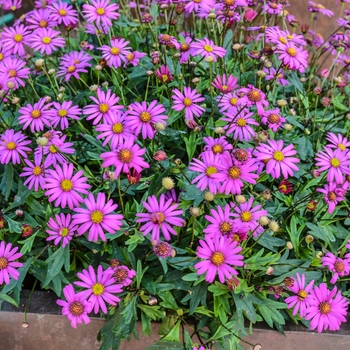 Brachyscome hybrida 'Radiant Magenta' - Radiant Magenta Brachyscome