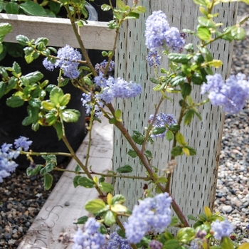 Ceanothus - 'Frosty Blue' California Lilac