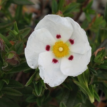 Cistus ladanifer - Crimson Spot Rockrose