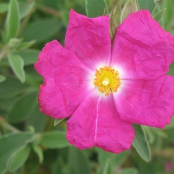 Cistus 'Peggy Sammons' - Pink Rockrose