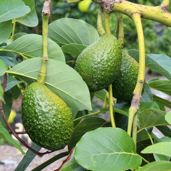 Persea americana 'Hass' - Hass Avocado
