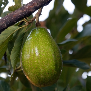 Persea americana 'Zutano' - Avocado Zutano