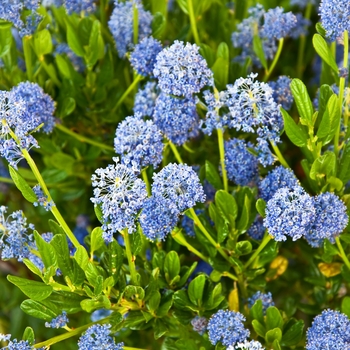 Ceanothus thyrsiflorus 'Skylark' - California Lilac