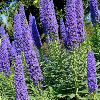 Echium fastuosum - Pride of Madeira