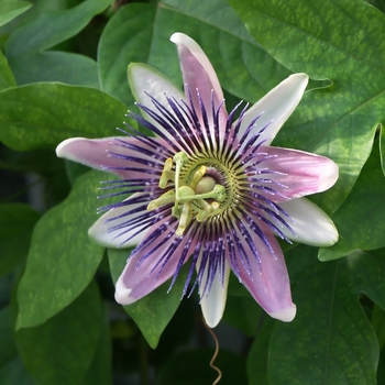 Passiflora allardii - Passion Vine