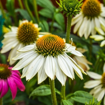 Echinacea purpurea - PowWow White 