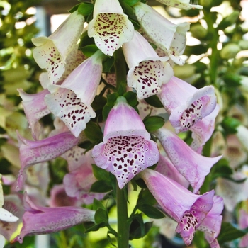 Digitalis purpurea 'Camelot Lavender' - Foxglove
