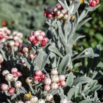 Helichrysum amorginum 'Ruby Cluster' - Ruby Cluster Strawflower