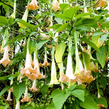 Brugmansia insignis 'Frosty Pink' - Pink Angels Trumpet