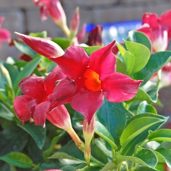 Mandevilla hybrid - Mandevilla Sun Parasol®
