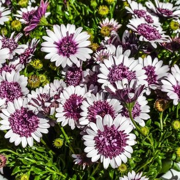 Osteospermum hybrid - 4D™ Berry White 