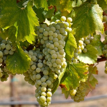 Vitis vinifera 'Thompson Seedless' - Grape Thompson Seedless