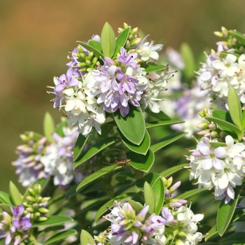 Hebe Patty's Purple - Hebe