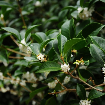 Osmanthus fragrans - Sweet Olive