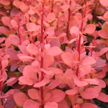 Berberis thunbergii 'Orange Rocket' - Orange Rocket Barberry