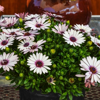Osteospermum ecklonis 'Serenity Lavender Frost' - African Daisy