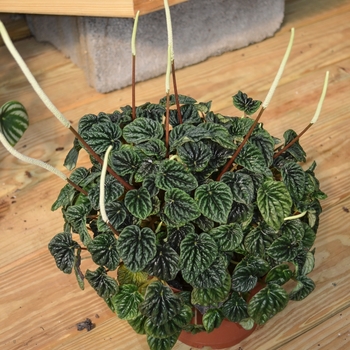 Peperomia - Peperomia
