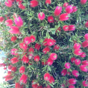 Callistemon citrinus - Bottlebrush