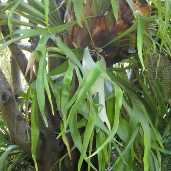 Platycerium bifurcatum - Staghorn Fern