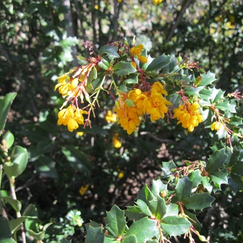 Berberis darwinii - Darwin Barberry