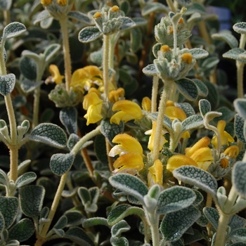 Phlomis lanata - Dwarf Jerusalem Sage