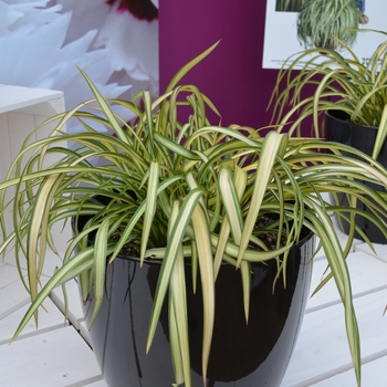 Phormium cookianum 'Blondie' - New Zealand Flax