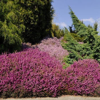 Erica carnea 'Springwood Pink' - Heath