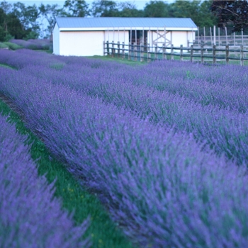 Lavandula intermedia 'Phenomenal' - Phenomenal Lavender