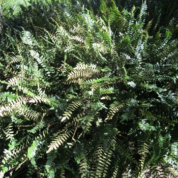 Pellaea falcata - Sickle Fern
