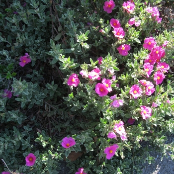 Cistus 'Sunset' - Pink Rockrose