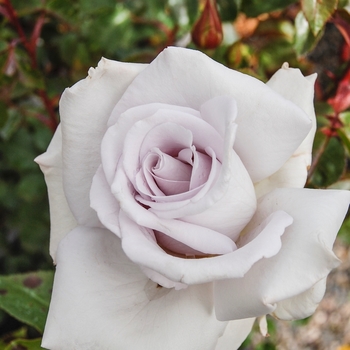 Rosa Hybrid Tea 'Stainless Steel' - Stainless Steel Rose