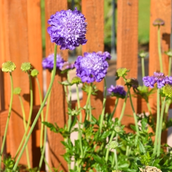 Scabiosa columbaria 'Mariposa Violet' - Pincushion Flower
