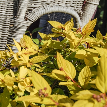 Spiraea japonica 'Limemound' - Golden Spiraea